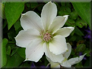 Clematis photograph