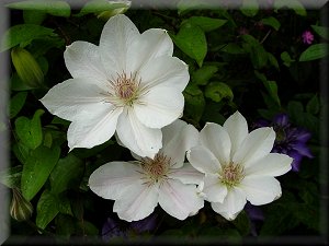 Clematis photograph