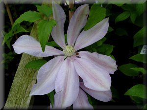 Clematis photograph