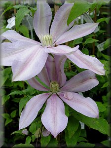 Clematis photograph