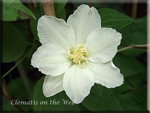 Clematis photograph