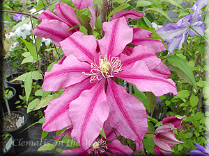 Clematis photograph