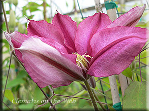 Clematis photograph