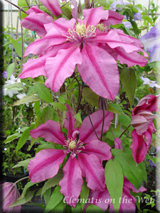 Clematis photograph