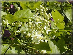 Clematis photograph