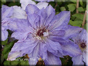 Clematis photograph