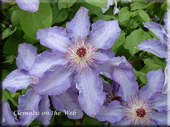 Clematis photograph