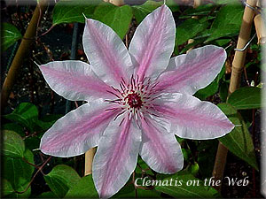 Clematis photograph