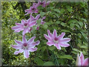 Clematis photograph