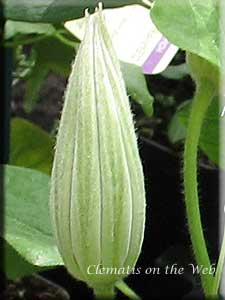 Clematis photograph