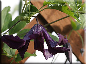 Clematis photograph