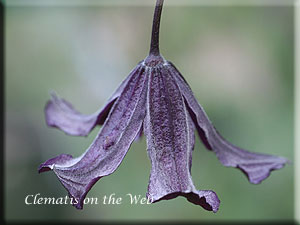 Clematis photograph