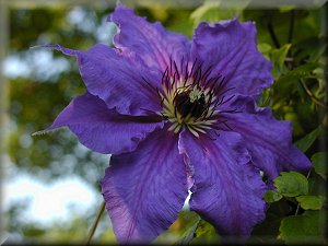 Clematis photograph