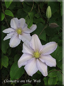 Clematis photograph