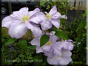 Clematis photograph