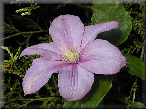 Clematis photograph