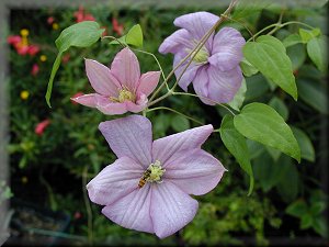 Clematis photograph