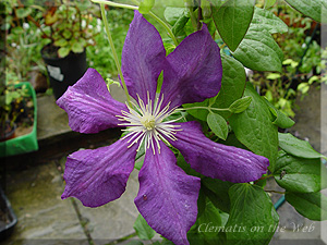 Clematis photograph