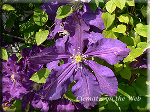 Clematis photograph