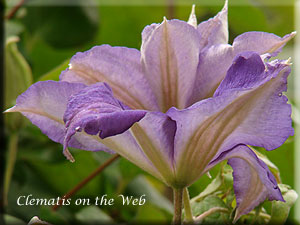 Clematis photograph