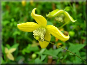 Clematis photograph