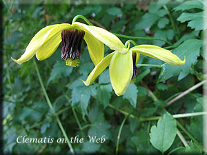 Clematis photograph