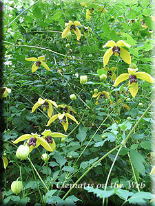 Clematis photograph