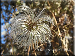 Clematis photograph