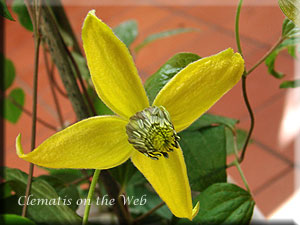 Clematis photograph