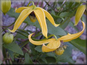 Clematis photograph