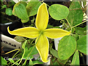 Clematis photograph