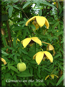 Clematis photograph