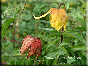 Clematis photograph