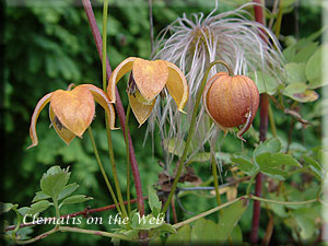 Clematis photograph