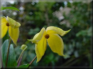 Clematis photograph