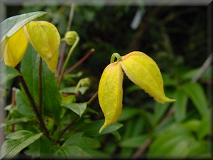 Clematis photograph