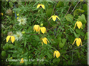 Clematis photograph