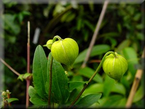 Clematis photograph