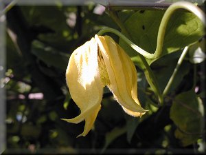 Clematis photograph