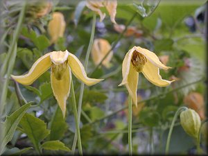 Clematis photograph