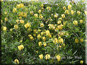 Clematis photograph