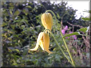 Clematis photograph