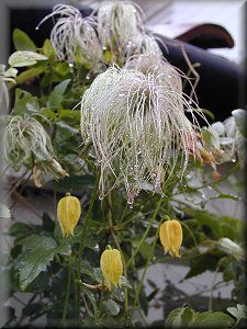 Clematis photograph