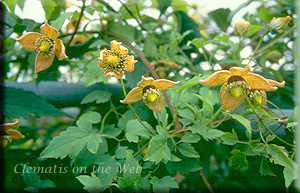 Clematis photograph