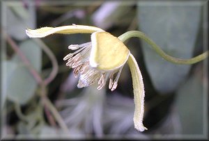 Clematis photograph