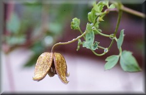 Clematis photograph