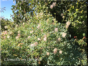 Clematis photograph