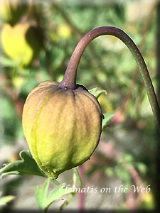 Clematis photograph