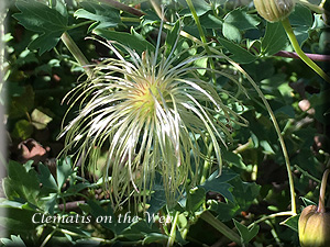 Clematis photograph