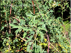 Clematis photograph